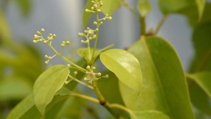 蒸甘旨蒸菜快餐有哪些优势？